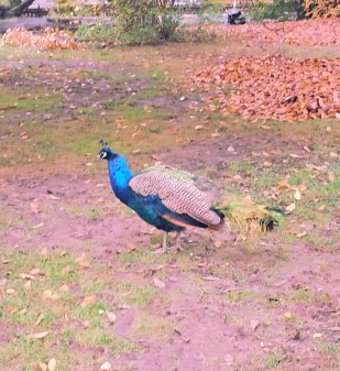 10-27-15 (Prague) Peacock!.jpg