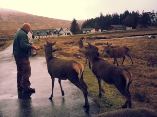 12-23-15-highlands-stephen-feeding-deers