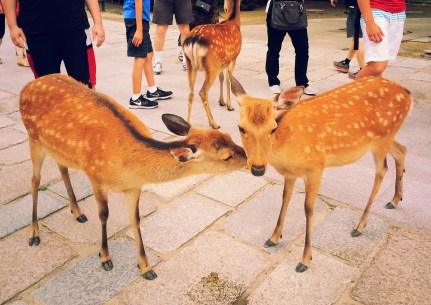 20160621_183244 - Copy