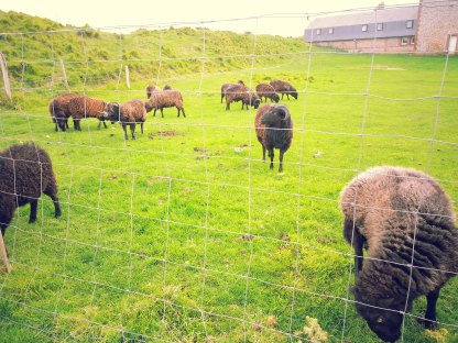 10-4-15 Black sheep! (Fécamp)